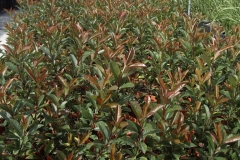Photinia 